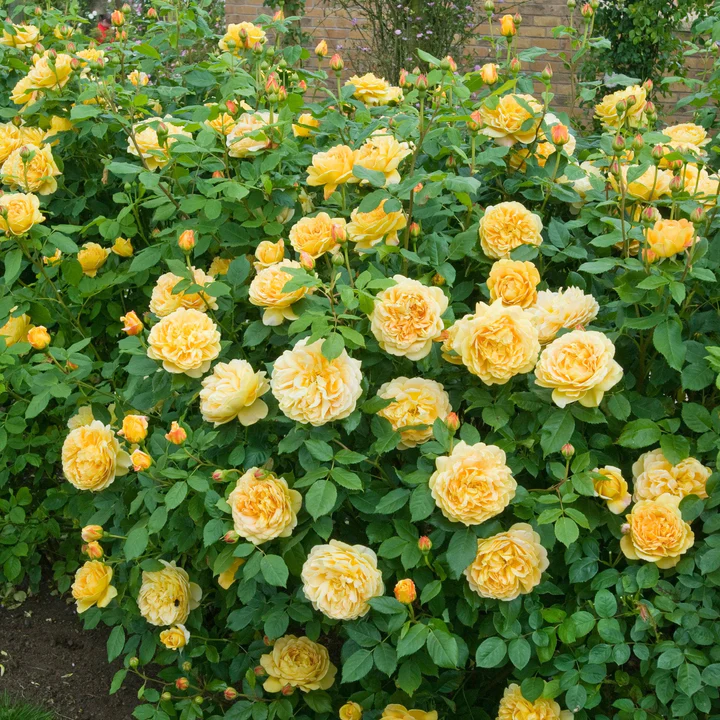 David Austin Rose Golden Celebration - 20cm Pot
