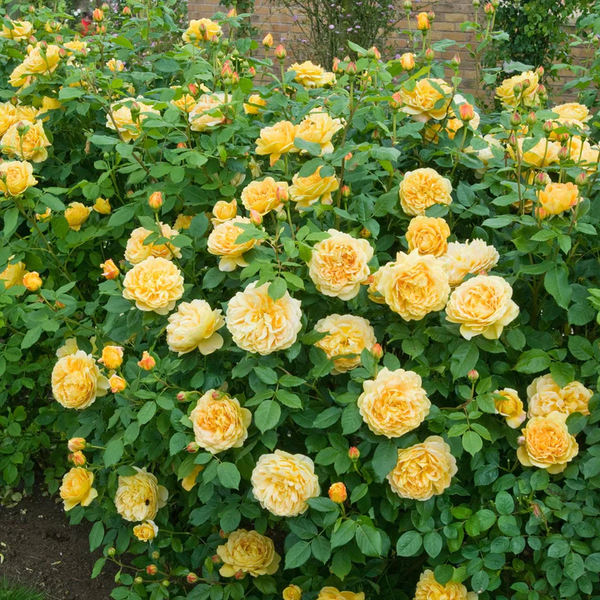 David Austin Rose Golden Celebration - 20cm Pot