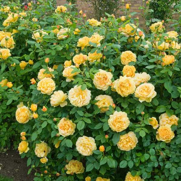 Bush Rose Golden Celebration - 20cm Pot