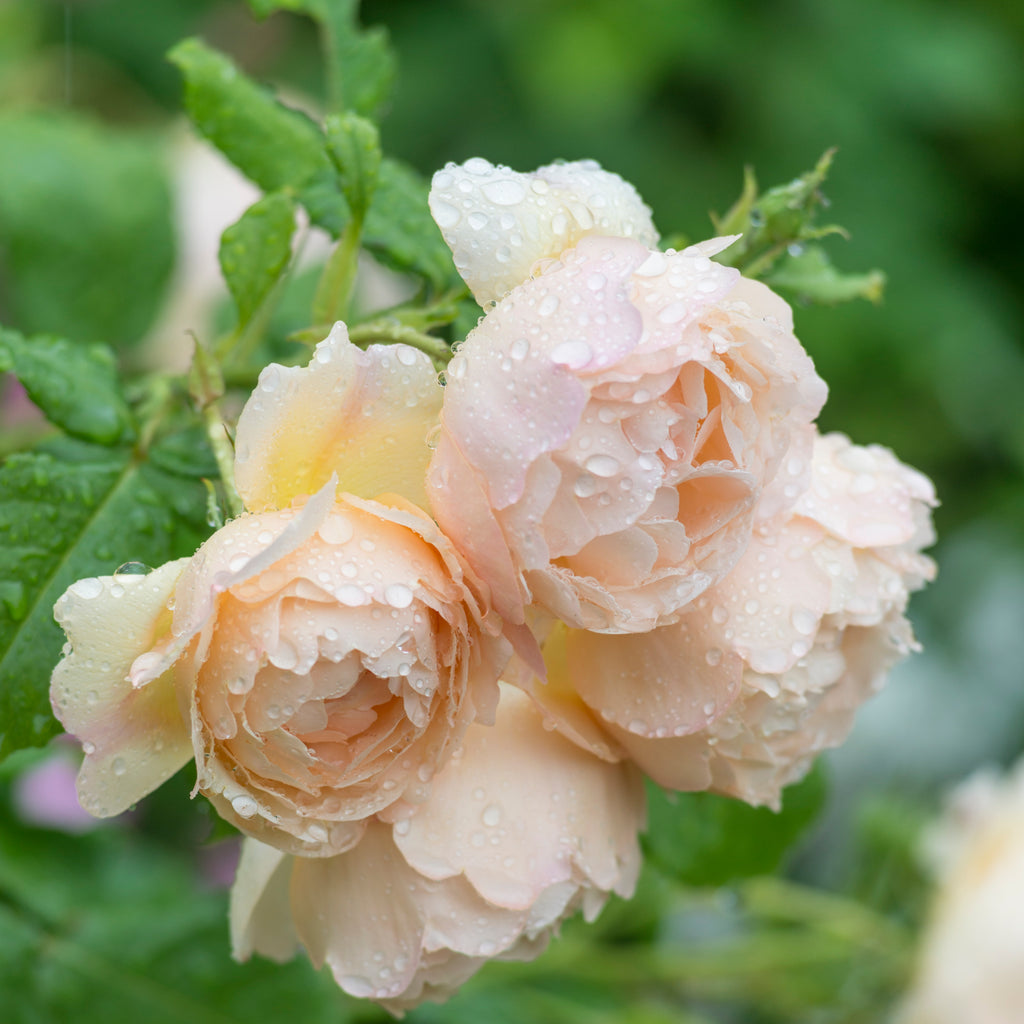 David Austin Rose Wollerton Old Hall - 20cm Pot
