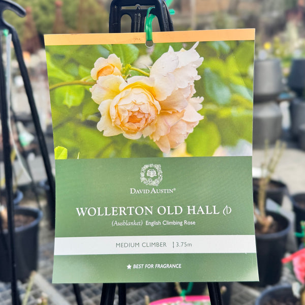 David Austin Rose Wollerton Old Hall - 20cm Pot