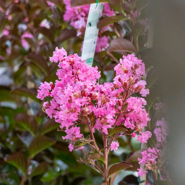 Lagerstroemia Sioux - 33cm Pot