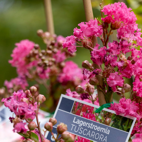 Lagerstroemia Tuscarora - 33cm Pot