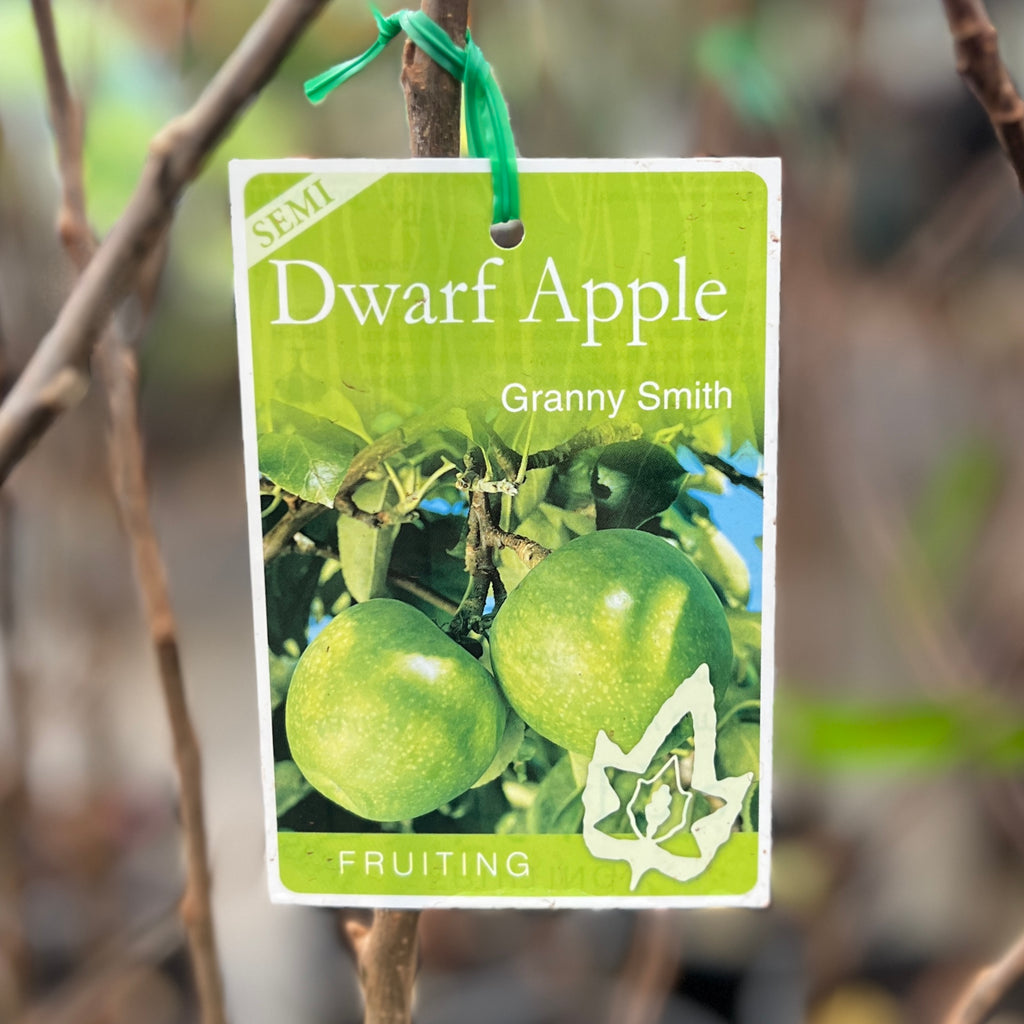 Apple Semi Dwarf Granny Smith