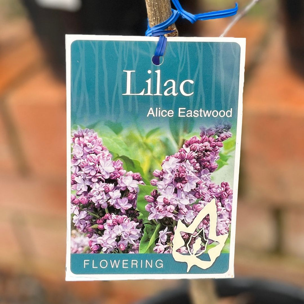 Lilac Alice Eastwood