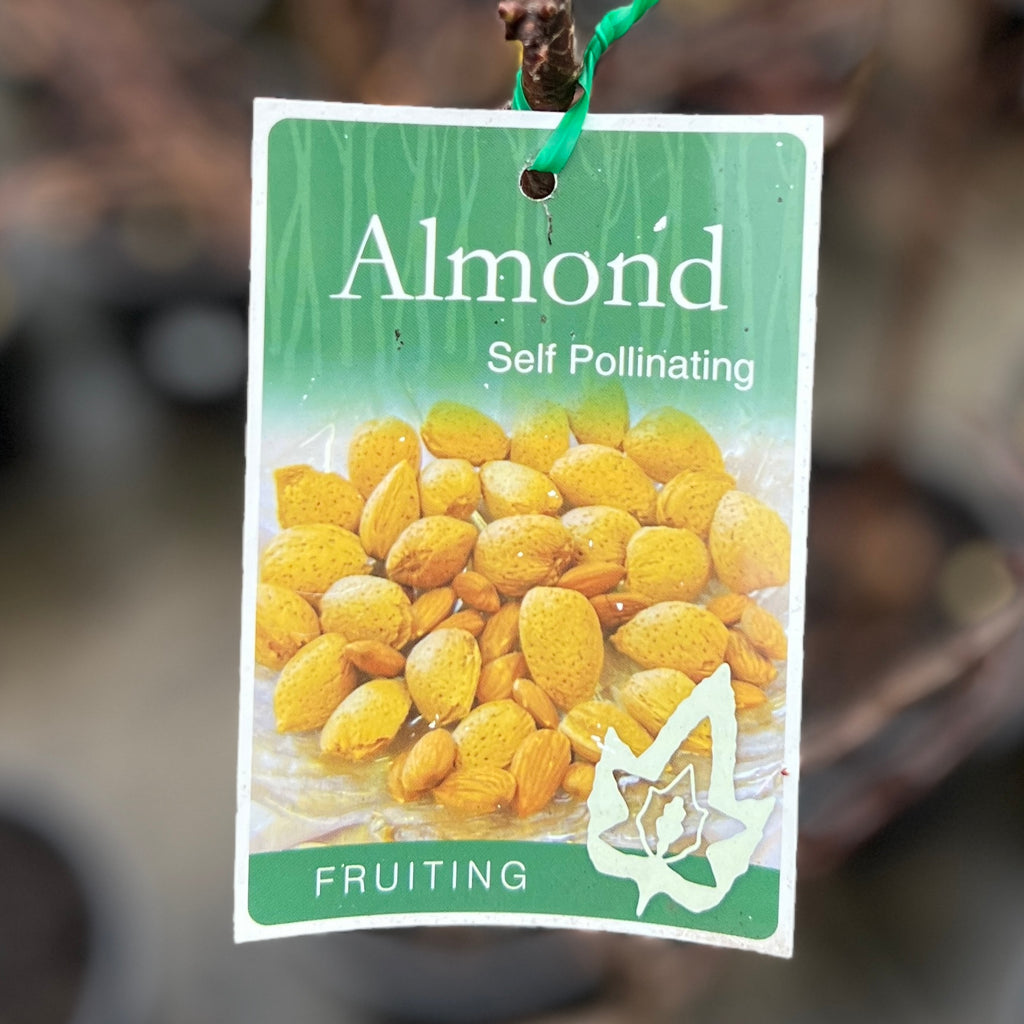 Almond Self Polinating