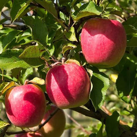 Apple Semi Dwarf Pink Lady