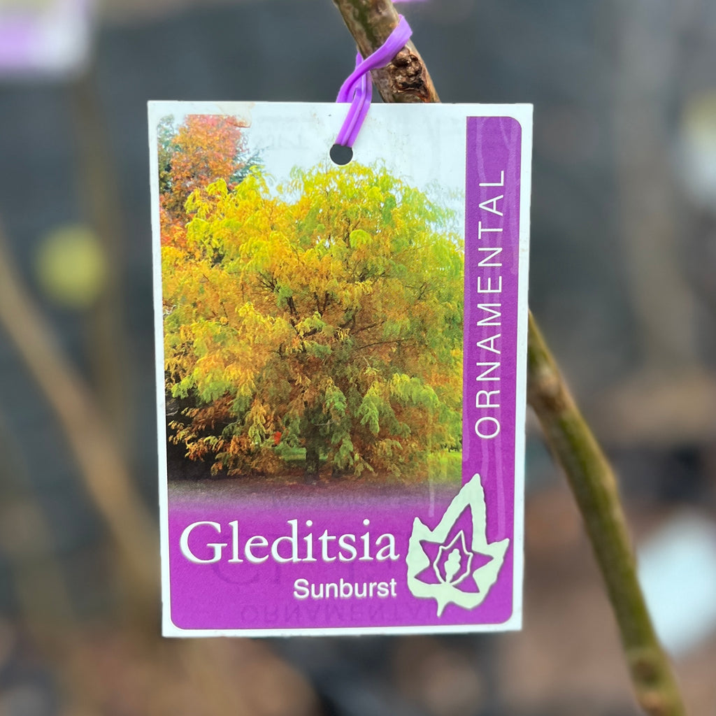 Gleditsia Sunburst