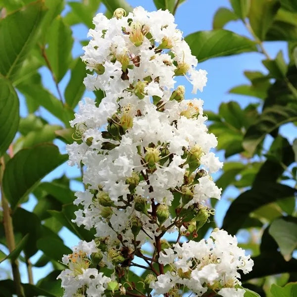 Lagerstroemia Natchez - 33cm Pot