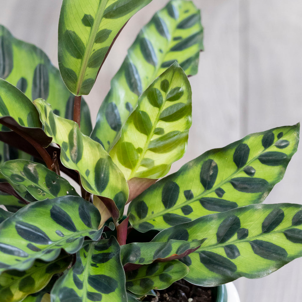 Calathea Lancifolia - 13cm Pot