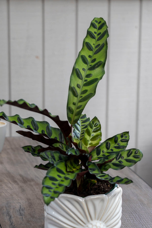 Calathea Lancifolia - 13cm Pot