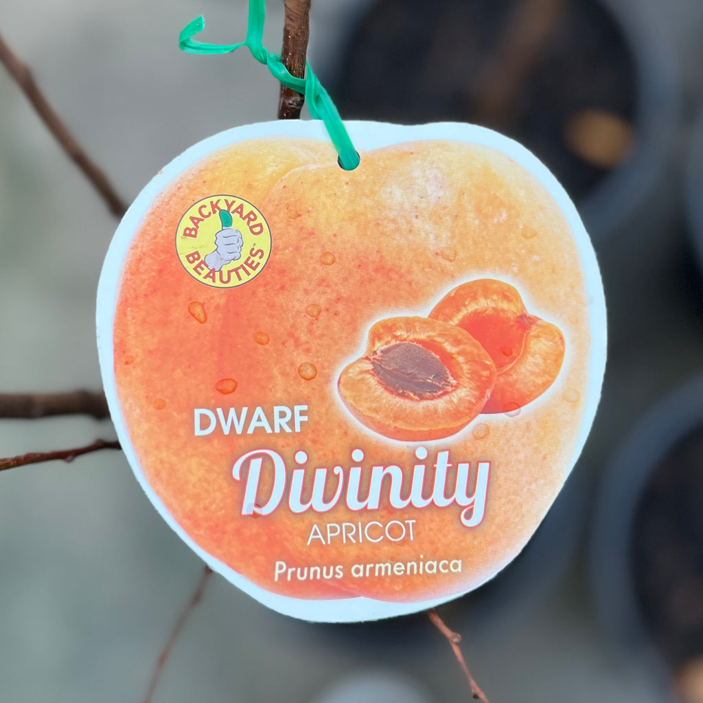 Dwarf Apricot Divinity