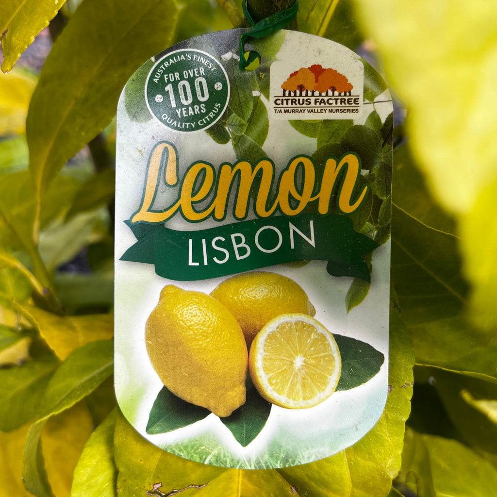 Lemon Lisbon - 25cm Pot