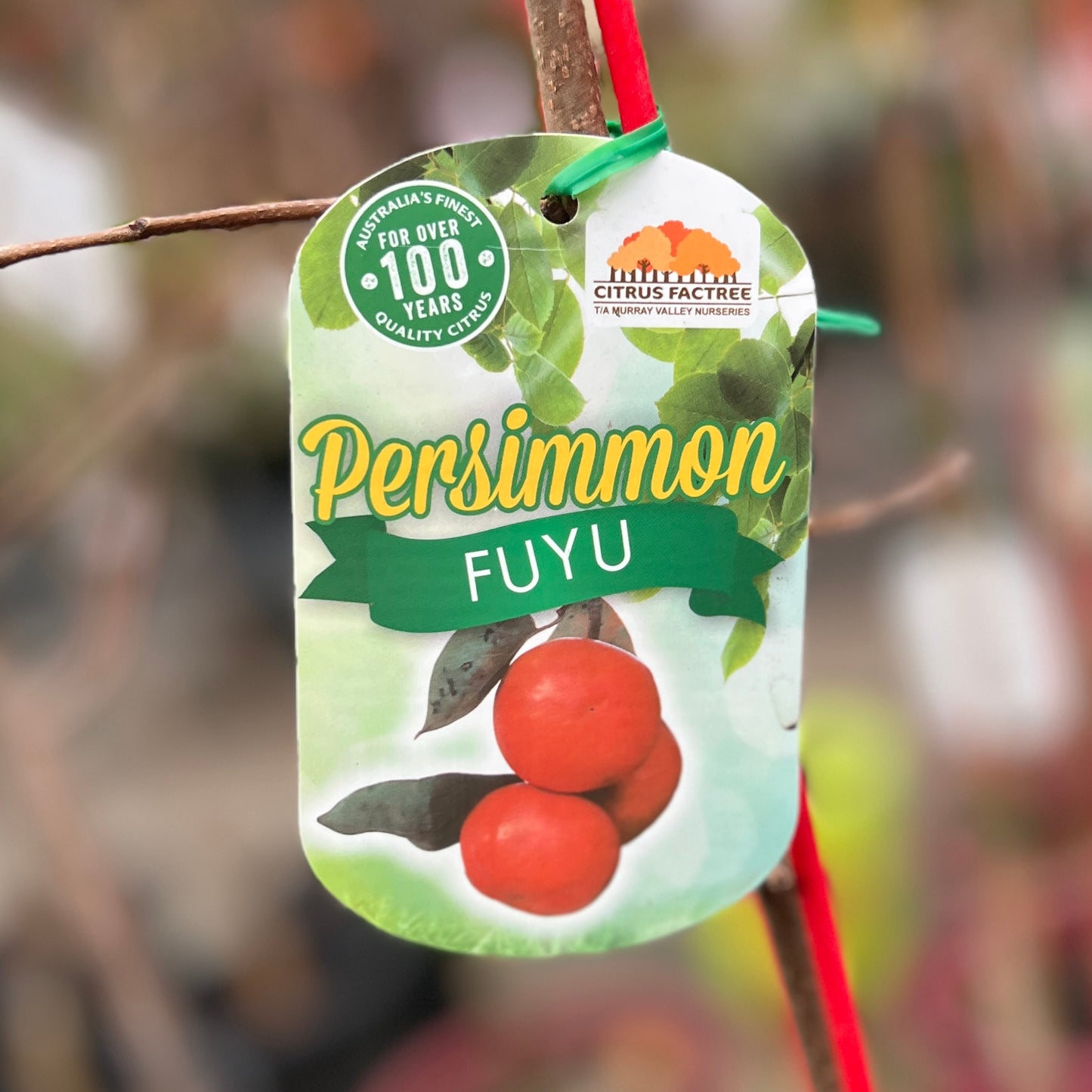 Persimmon Fuyu - 25cm Pot