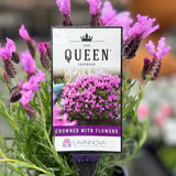 Lavinnova The Queen - 14cm Pot