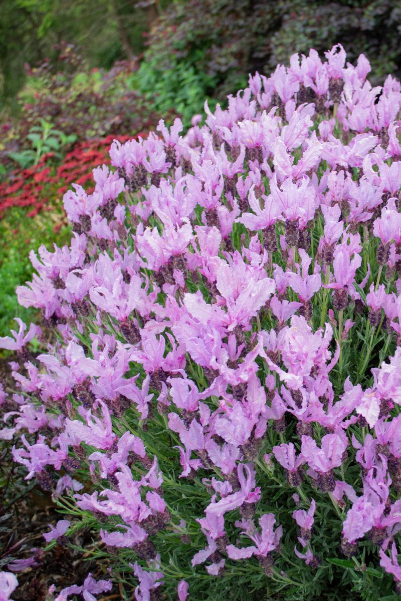 Lavinnova The Queen - 14cm Pot