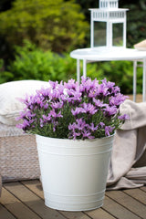 Lavinnova The Queen - 14cm Pot