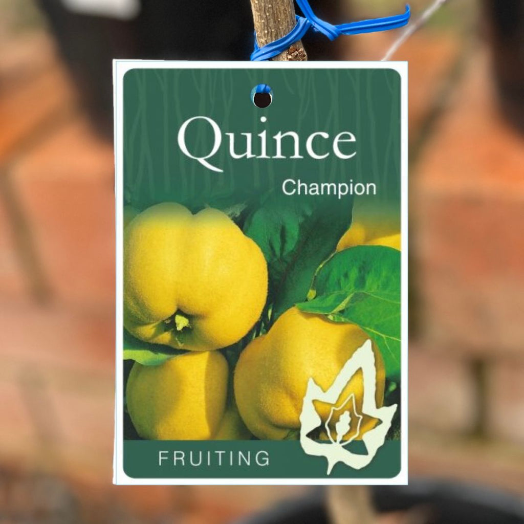 Quince Champion