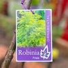 Robinia Frisia