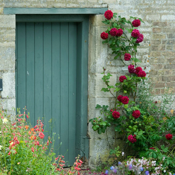 Bush Rose Tess of The D'urbevilles - 20cm Pot