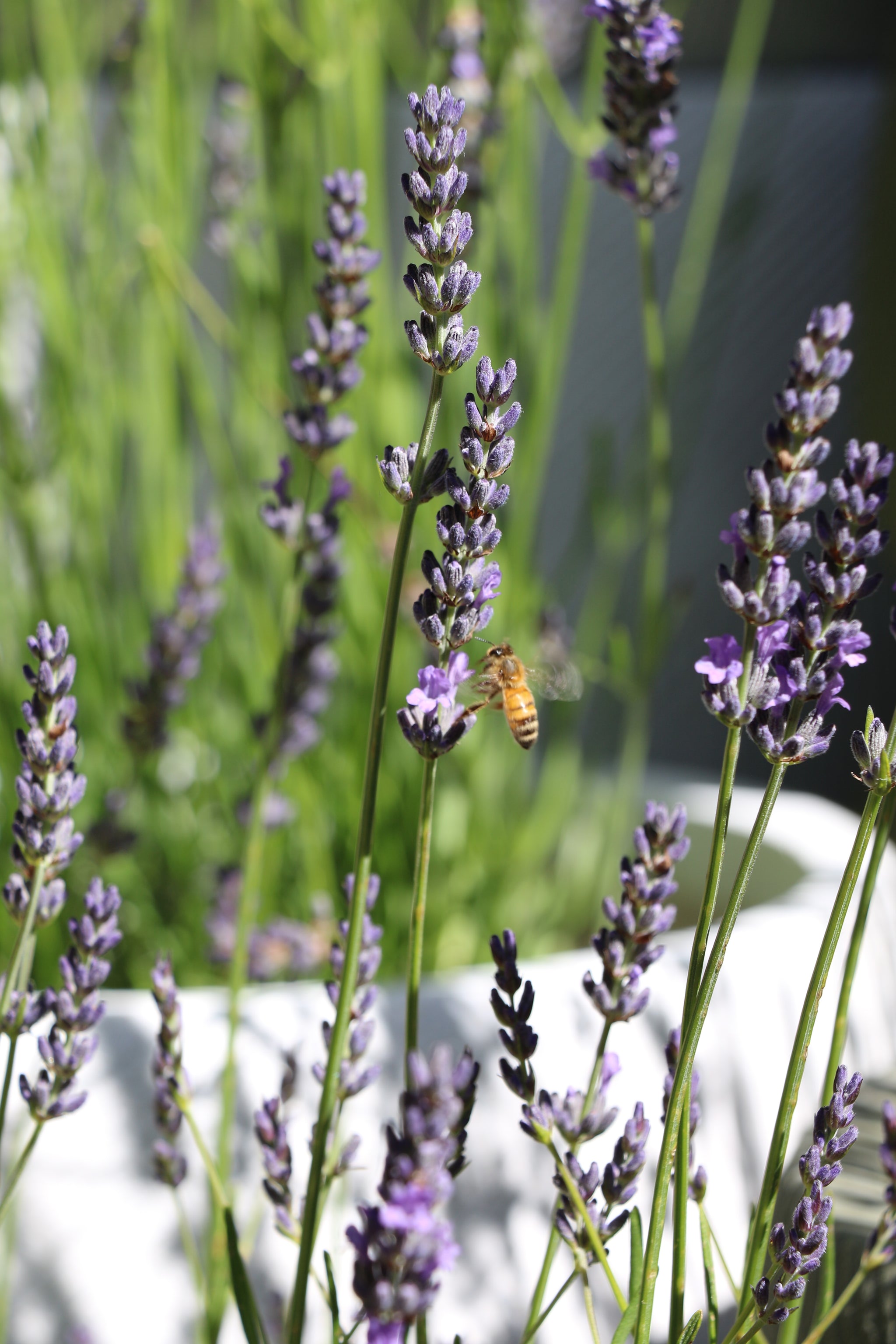 Lavender English - 20cm Pot