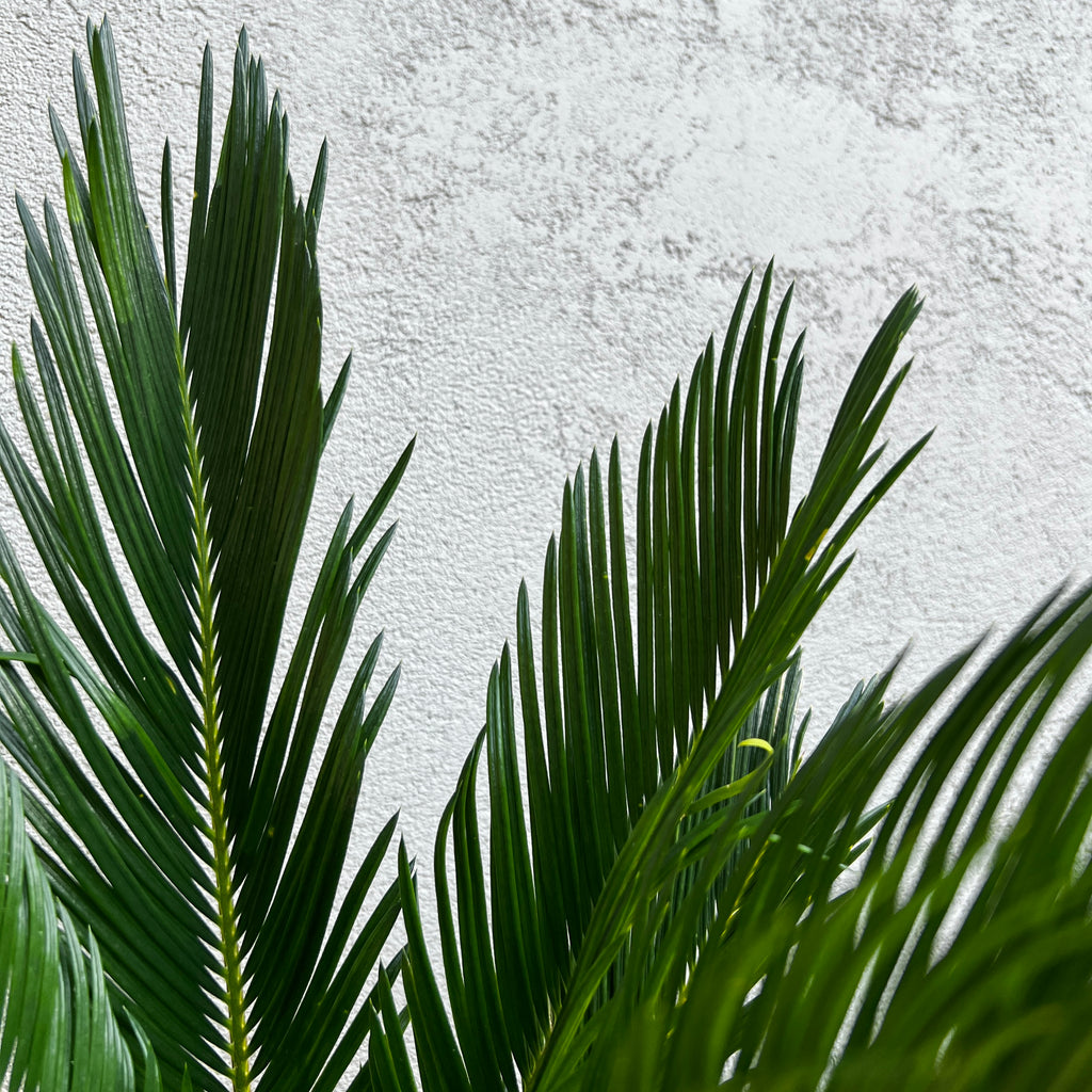 Cycas Revoluta Cycad - 20cm Pot