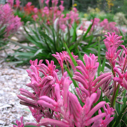 Anigozanthos Bush Pearl - 14cm Pot