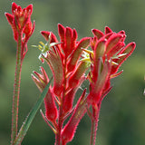 Anigozanthos Bush Ballad - 14cm Pot