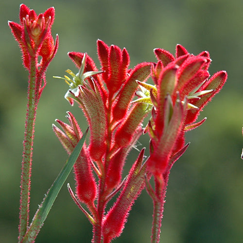 Anigozanthos Bush Ballad - 14cm Pot