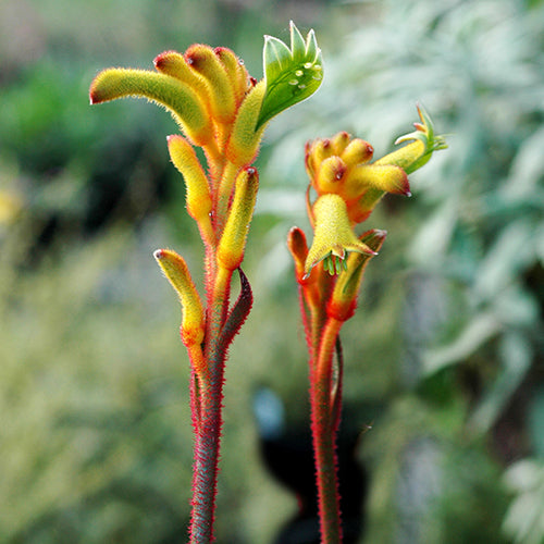 Anigozanthos Bush Tenacity - 14cm Pot