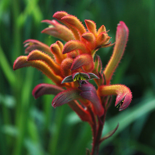 Anigozanthos Bush Blitz - 14cm Pot