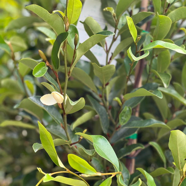 Michelia White Caviar - 33cm Pot