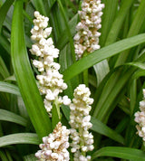 Liriope Muscari White - 14cm Pot