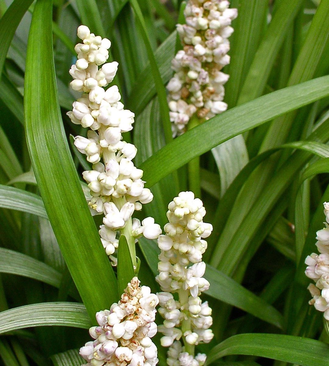 Liriope Muscari White - 14cm Pot