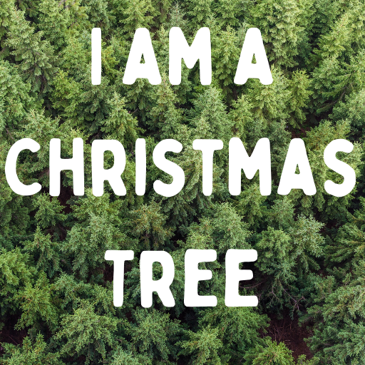 Picea Glauca Christmas Star - 20cm Pot