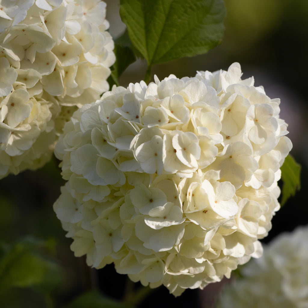 Viburnum Opulus Snowball Tree - 20cm Pot