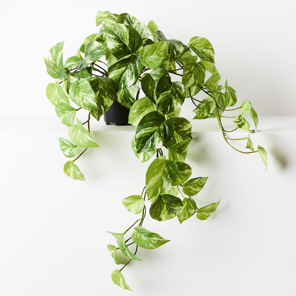 Pothos Marble Hanging Bush In Pot - Variegated
