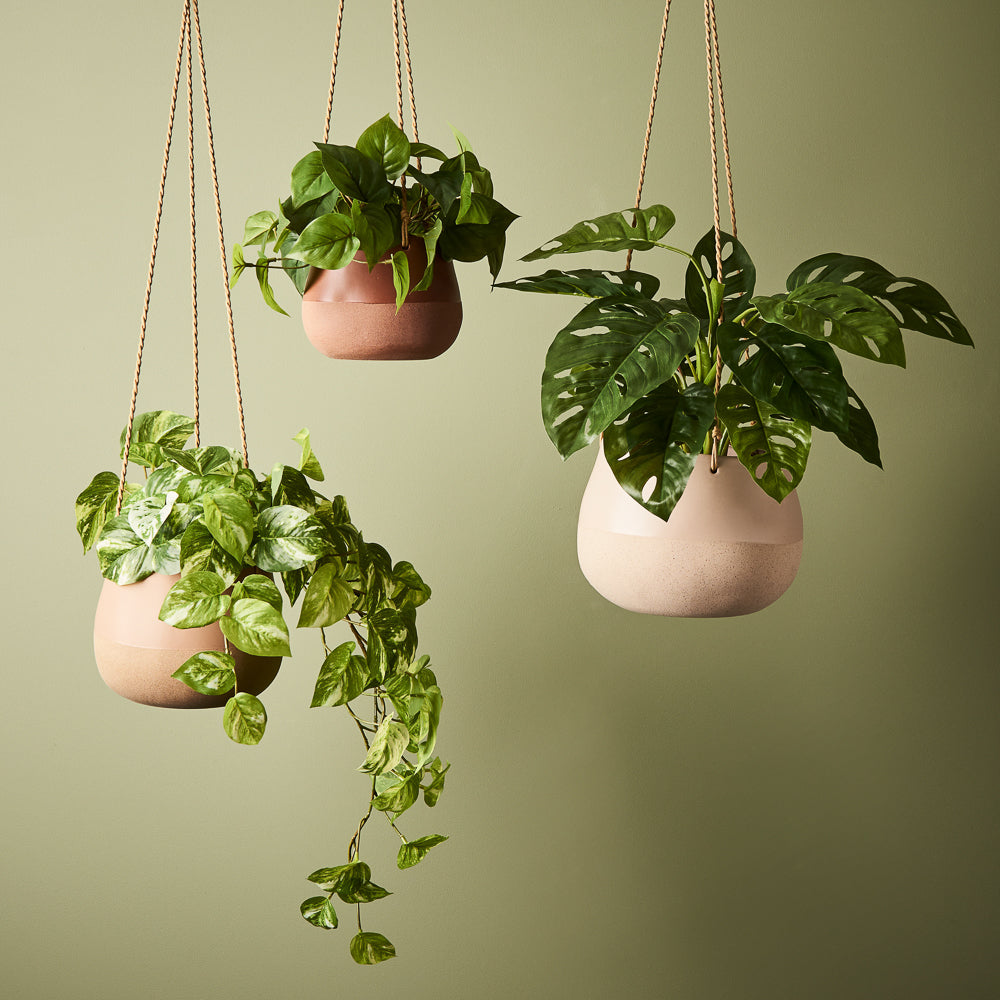 Pothos Marble Hanging Bush In Pot - Variegated