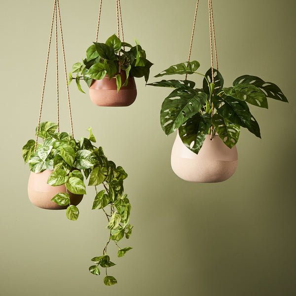 Pothos Marble Hanging Bush In Pot - Variegated