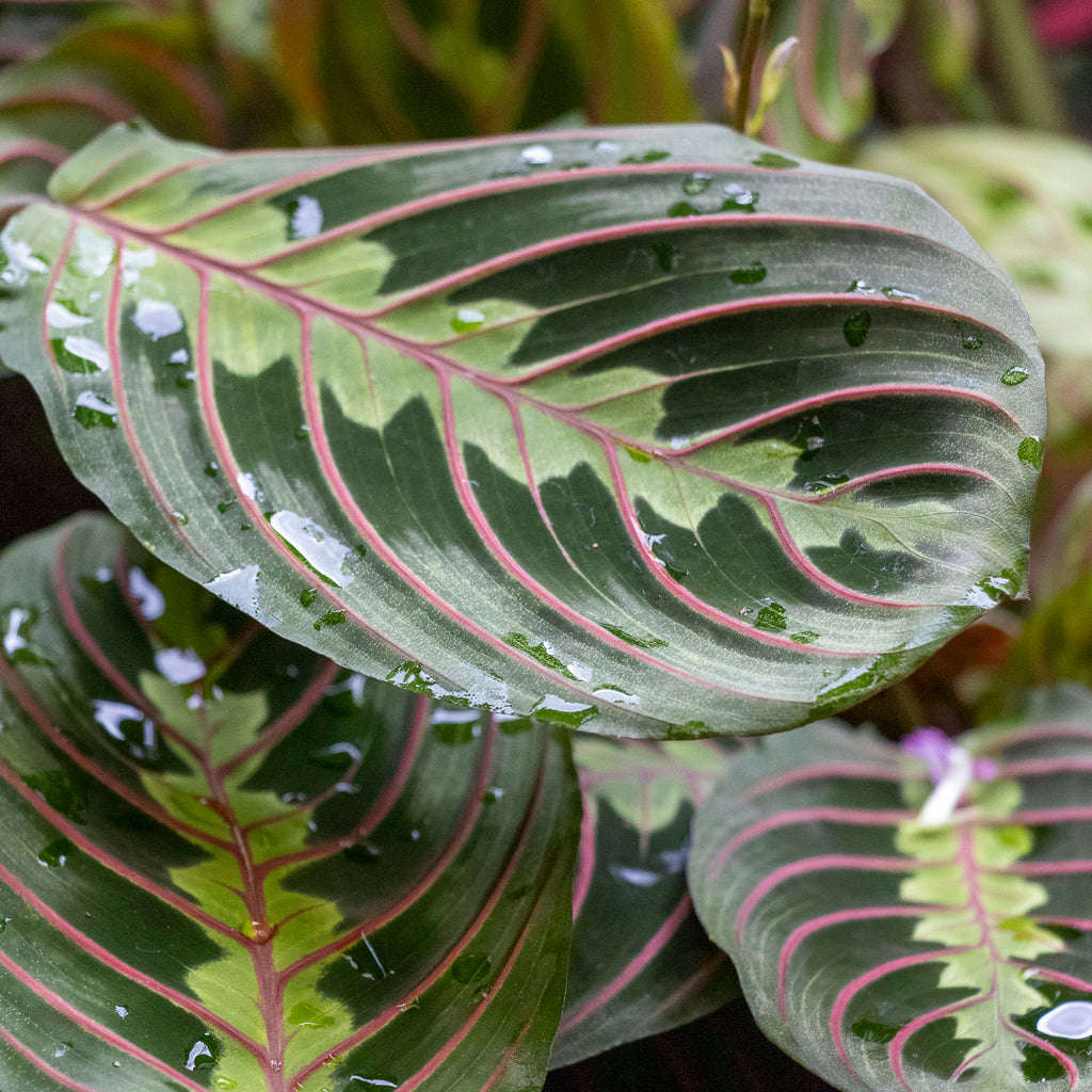 Maranta Leuconeura Red Black - 13cm Pot