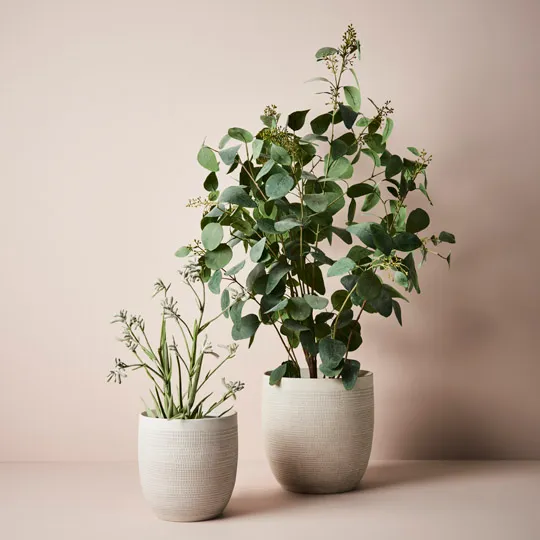 Kangaroo Paw Plant - Grey 60cm