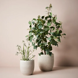 Kangaroo Paw Plant - Grey 60cm