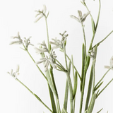 Kangaroo Paw Plant - Grey 60cm