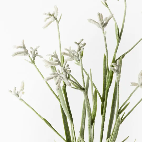 Kangaroo Paw Plant - Grey 60cm