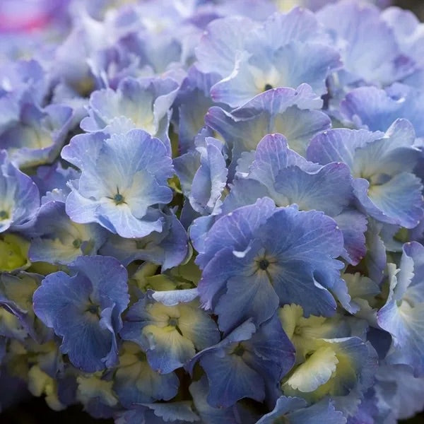 Hydrangea Blue Ball - 20cm Pot