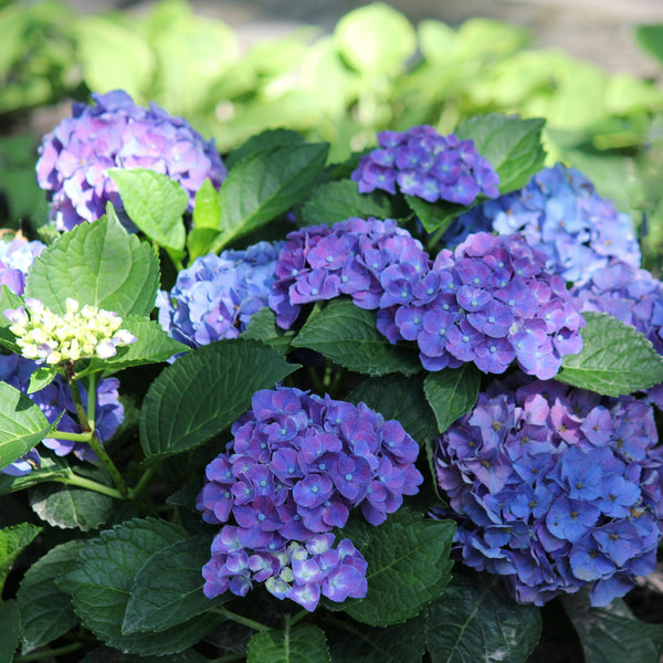 Hydrangea Purple Ball - 20cm Pot