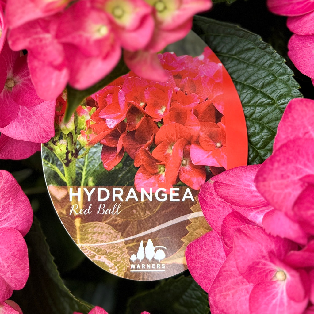 Hydrangea Red Ball - 20cm Pot