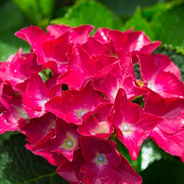 Hydrangea Red Ball - 20cm Pot