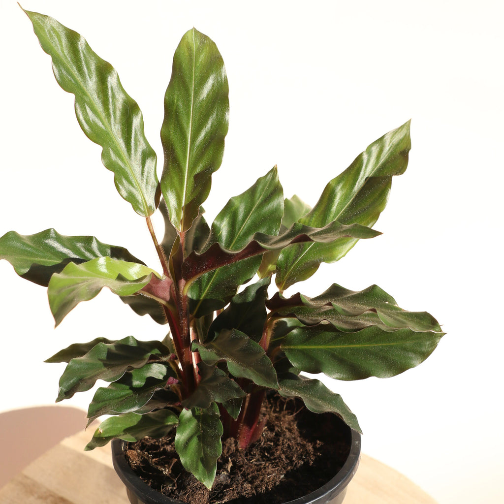 Calathea Rufibarba Furry Feather - 13cm Pot