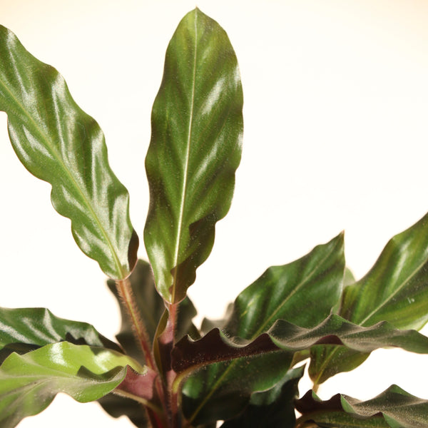 Calathea Rufibarba Furry Feather - 13cm Pot